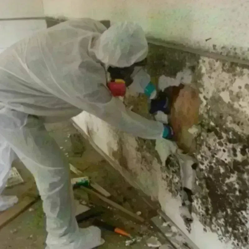 Mold Remediation and Removal in East Wenatchee Bench, WA